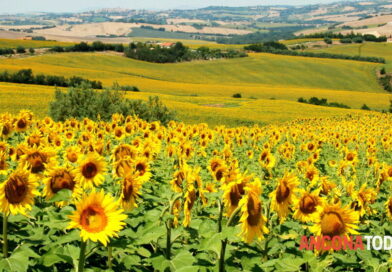 Marche, salvo il prezzo del girasole grazie ai contratti di filiera Coldiretti – Cai per il settore energetico