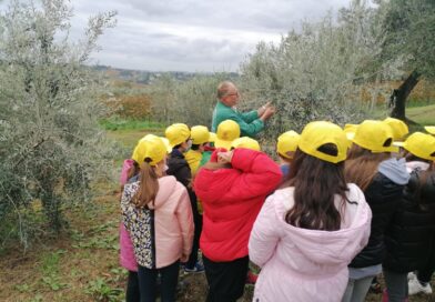 Olio, Coldiretti Marche: “Annata di altissima qualità ma serve sostegno per il futuro del settore”